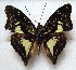  (Euptera falcata - MLIB-1723)  @15 [ ] CreativeCommons - Attribution (2015) Michel Libert Centre for Biodiversity Genomics