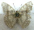  (Cymothoe zombana - MLIB-1982)  @12 [ ] CreativeCommons - Attribution (2016) Michel Libert Centre for Biodiversity Genomics