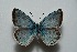  (Polyommatus alibalii - MLIB-2466)  @11 [ ] CreativeCommons - Attribution Non-Commercial Share-Alike (2018) Frédéric Carbonell Centre for Biodiversity Genomics