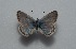  (Polyommatus molleti - MLIB-2586)  @11 [ ] CreativeCommons - Attribution Non-Commercial Share-Alike (2019) Frédéric Carbonell Centre for Biodiversity Genomics