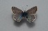  (Polyommatus erotulus - MLIB-2587)  @11 [ ] CreativeCommons - Attribution Non-Commercial Share-Alike (2019) Frédéric Carbonell Centre for Biodiversity Genomics