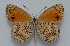  (Melitaea meherparvari - MLIB-2588)  @11 [ ] CreativeCommons - Attribution Non-Commercial Share-Alike (2019) Frédéric Carbonell Centre for Biodiversity Genomics