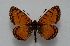  (Melitaea wiltshirei - MLIB-2591)  @11 [ ] CreativeCommons - Attribution Non-Commercial Share-Alike (2019) Frédéric Carbonell Centre for Biodiversity Genomics