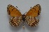  (Melitaea wiltshirei - MLIB-2591)  @11 [ ] CreativeCommons - Attribution Non-Commercial Share-Alike (2019) Frédéric Carbonell Centre for Biodiversity Genomics