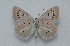  (Polyommatus surakovi - MLIB-2592)  @11 [ ] CreativeCommons - Attribution Non-Commercial Share-Alike (2019) Frédéric Carbonell Centre for Biodiversity Genomics