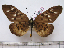  (Acraea pharsalus carmen - BC-MNHNJP0985)  @11 [ ] Copyright (2010) Jacques Pierre Museum National d`Histoire Naturelle, Paris