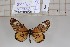  (Acraea wigginsi occidentalis - BC-MNHNJP1149)  @11 [ ] CreativeCommons - Attribution (2015) Dominique Bernaud Muséum national d'Histoire Naturelle, Paris