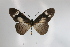  (Acraea paragea kivuana - BC-MNHNJP0299)  @14 [ ] Copyright (2010) Unspecified Museum National d`Histoire Naturelle, Paris
