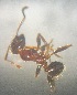  (Pheidole noda - AAI_28)  @12 [ ] Copyright (2015) PHCDBS Paul Hebert Center for DNA Barcoding and Biodiversity Studies