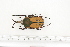  (Megalorhina peregrina - BC-TB7239)  @14 [ ] Copyright (2010) Thierry Bouyer Research Collection of Philippe Leonard