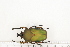  (Compsocephalus kiellandi - BC-TB7297)  @11 [ ] Copyright (2010) Thierry Bouyer Research Collection of Philippe Leonard