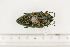  (Steraspis sp05 - BC-TB7377)  @14 [ ] Copyright (2010) Thierry Bouyer Research Collection of Philippe Leonard