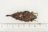  (Steraspis sp08 - BC-TB7380)  @13 [ ] Copyright (2010) Thierry Bouyer Research Collection of Philippe Leonard
