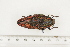  (Steraspis speciosa - BC-TB7383)  @14 [ ] Copyright (2010) Thierry Bouyer Research Collection of Philippe Leonard