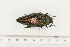  (Steraspis sp11 - BC-TB7391)  @11 [ ] Copyright (2010) Thierry Bouyer Research Collection of Philippe Leonard