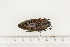  (Steraspis sp17 - BC-TB7402)  @11 [ ] Copyright (2010) Thierry Bouyer Research Collection of Philippe Leonard