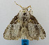  (Hydriasia deusta - USNM ENT 00980661)  @14 [ ] Unspecified (default): All Rights Reserved  Unspecified Unspecified