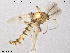  (Clinotanypus claripennis - ZACHIR108)  @11 [ ] CreativeCommons - Attribution Non-Commercial Share-Alike (2013) NTNU Museum of Natural History and Archaeology NTNU Museum of Natural History and Archaeology