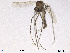  ( - ZACHIR130)  @11 [ ] CreativeCommons - Attribution Non-Commercial Share-Alike (2013) NTNU Museum of Natural History and Archaeology NTNU Museum of Natural History and Archaeology