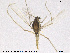  (Tanytarsus spadiceonotatus - ZACHIR136)  @13 [ ] CreativeCommons - Attribution Non-Commercial Share-Alike (2013) NTNU Museum of Natural History and Archaeology NTNU Museum of Natural History and Archaeology