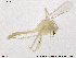  (Tanytarsus sp. 24XL - ZACHIR87)  @11 [ ] CreativeCommons - Attribution Non-Commercial Share-Alike (2013) NTNU Museum of Natural History and Archaeology NTNU Museum of Natural History and Archaeology