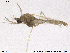  (Tanytarsus sp. 11XL - ZACHIR98)  @13 [ ] CreativeCommons - Attribution Non-Commercial Share-Alike (2013) NTNU Museum of Natural History and Archaeology NTNU Museum of Natural History and Archaeology