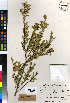  (Agathosma serratifolia - IW_2215)  @11 [ ] No Rights Reserved  Unspecified Unspecified