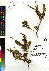  (Agathosma microcarpa - NH_2491)  @11 [ ] No Rights Reserved  Unspecified Unspecified