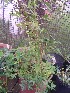  (Arachis villosulicarpa - IBONESeijoAra-69)  @11 [ ] Copyright (2016) IBONE IBONE