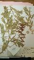  (Lathyrus tropicalandinus - IBOLChalupLathy-13)  @11 [ ] Copyright (2017) IBONE Northeast Institute of Botany