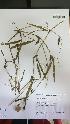  (Lathyrus macrostachys - IBOLChalupLathy-39)  @11 [ ] Copyright (2017) IBONE Northeast Institute of Botany