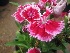  (Dianthus chinensis - B109)  @11 [ ] Copyright (2014) PHCDBS Paul Hebert Centre For DNA Barcoding And Biodiversity Studies