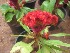  (Celosia cristata - B58)  @11 [ ] Copyright (2014) PHCDBS Paul Hebert Centre For DNA Barcoding And Biodiversity Studies