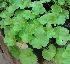  (Pelargonium vitifolium - OP53)  @11 [ ] CreativeCommons - Attribution Non-Commercial Share-Alike (2012) Akhilesh Kumar Gupta Paul Hebert Center For DNA Barcoding And Biodiversity Studies,Aurangabad,Maharashtra