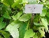  (Thunbergia grandiflora - OP82)  @12 [ ] CreativeCommons - Attribution Non-Commercial Share-Alike (2012) Akhilesh Kumar Gupta Paul Hebert Center For DNA Barcoding And Biodiversity Studies,Aurangabad,Maharashtra