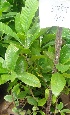  (Nerium oleander - OP92)  @13 [ ] CreativeCommons - Attribution Non-Commercial Share-Alike (2012) Akhilesh Kumar Gupta Paul Hebert Center For DNA Barcoding And Biodiversity Studies,Aurangabad,Maharashtra