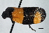  (Sphenorhina discors - CNC#HEM 305374)  @11 [ ] CreativeCommons - Attribution (2013) CNC/CBG Photography Group Centre for Biodiversity Genomics