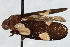  (Sphenorhina limbata - CNC#HEM 305375)  @11 [ ] CreativeCommons - Attribution (2013) CNC/CBG Photography Group Centre for Biodiversity Genomics