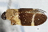  (Sphenorhina pallidifascia - CNC#HEM 305376)  @13 [ ] CreativeCommons - Attribution (2013) CNC/CBG Photography Group Centre for Biodiversity Genomics