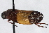  (Sphenorhina unifasciata - CNC#HEM 305377)  @11 [ ] CreativeCommons - Attribution (2013) CNC/CBG Photography Group Centre for Biodiversity Genomics