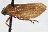  (Zulia vilior - CNC#HEM 305384)  @14 [ ] CreativeCommons - Attribution (2013) CNC/CBG Photography Group Centre for Biodiversity Genomics