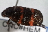  ( - CNC#HEM 305402)  @12 [ ] CreativeCommons - Attribution (2013) CNC/CBG Photography Group Centre for Biodiversity Genomics