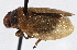  (Prosapia plagiata - CNC#HEM 305408)  @14 [ ] CreativeCommons - Attribution (2013) CNC/CBG Photography Group Centre for Biodiversity Genomics