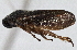  (Ischnorhinidae - CNC#HEM 305421)  @15 [ ] CreativeCommons - Attribution (2013) CNC/CBG Photography Group Centre for Biodiversity Genomics