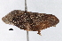  (Cephisus brevipennis - CNC#HEM 305457)  @14 [ ] CreativeCommons - Attribution (2013) CNC/CBG Photography Group Centre for Biodiversity Genomics