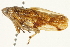  (Pseudaphronella - CNC#HEM402108)  @14 [ ] CreativeCommons - Attribution (2012) CBG Photography Group Centre for Biodiversity Genomics