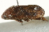  (Tremapterus fuscus - CNC#HEM402123)  @11 [ ] CreativeCommons - Attribution (2012) CBG Photography Group Centre for Biodiversity Genomics