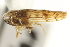  (Ollarianus kinoanus - CNC#HEM402167)  @14 [ ] CreativeCommons - Attribution (2012) CBG Photography Group Centre for Biodiversity Genomics