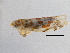  (Typhlocyba quercus - CNC#HEM305493)  @14 [ ] CreativeCommons - Attribution (2013) CBG Photography Group Centre for Biodiversity Genomics