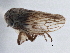  (Ceratagallia loma - CNC#HEM406121)  @11 [ ] CreativeCommons - Attribution (2014) CBG Photography Group Centre for Biodiversity Genomics